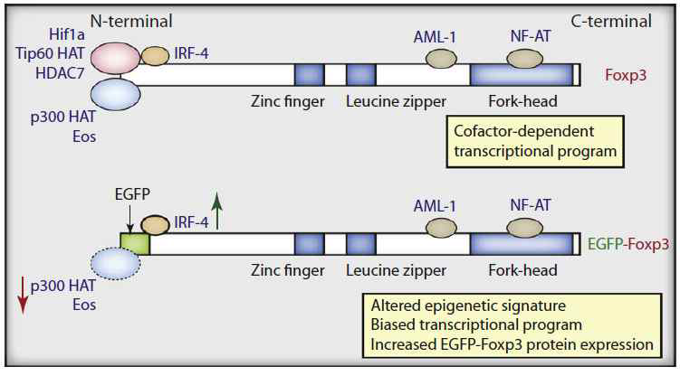 Molecular dissection of mutant EGFP-Foxp3 Fusion Protein