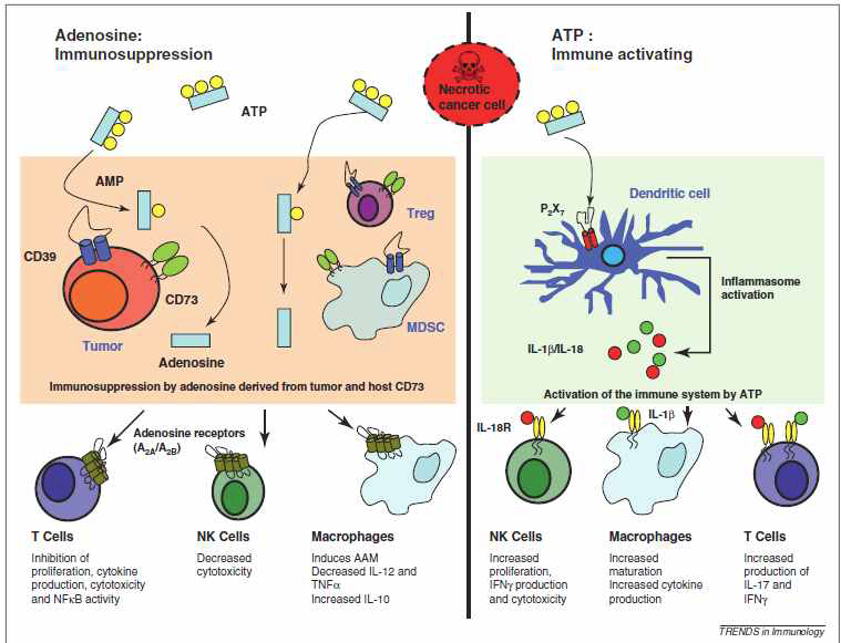 Immune suppression induced by the conversion of ATP into adenosine.