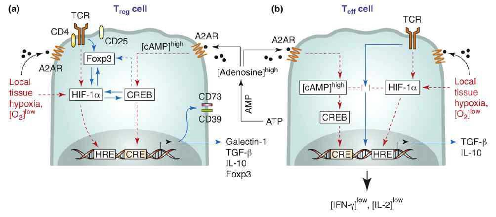 Hypoxia-adenosinergic signaling: a model for regulatory T-cell development and suppressive function.