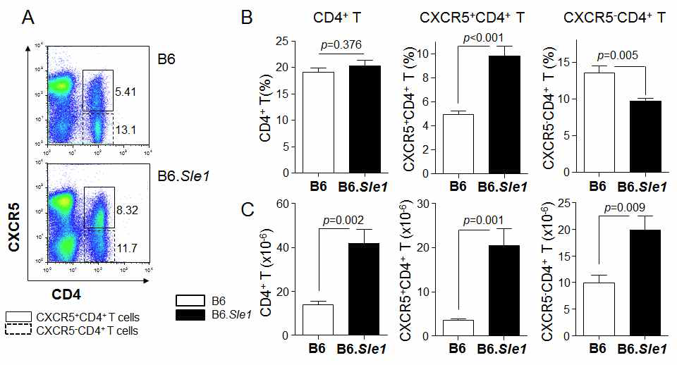 The number and frequency of CXCR5+CD4+ T cells were significantly increased in B6.Sle1 mice compared to B6.