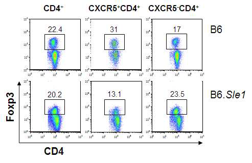 Representative dot plots of foxp3+ Treg in both TZ and GC