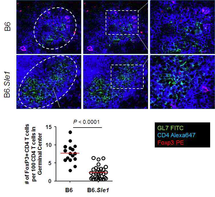 Immunofluorescence staining of foxp3+ T cells in GCs to measure the ration of TFH/TFR