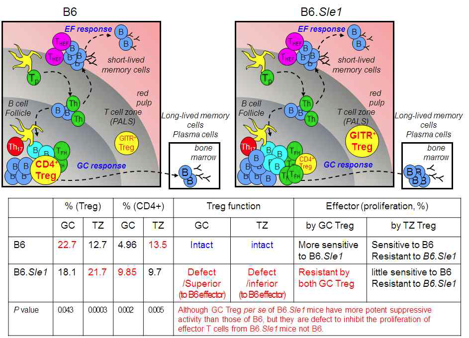 Model for the function of regulatory T cells of lupus-prone mice