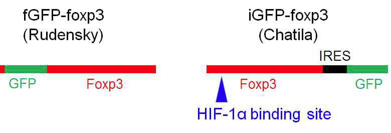 Schematic diagram of GFP knock-in mouse used in this study