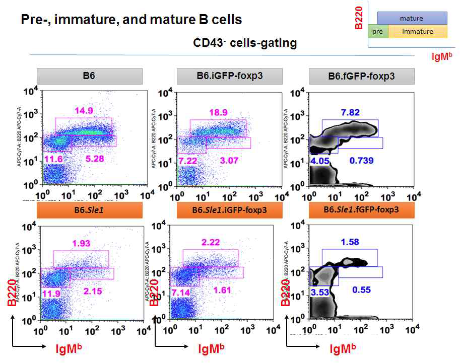 flow cytometric analysis of B-cell subsets from bone marrow