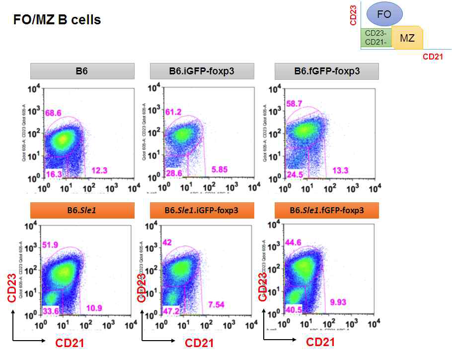 Flow cytometric analysis splenic B cells for FO and MZ B cells