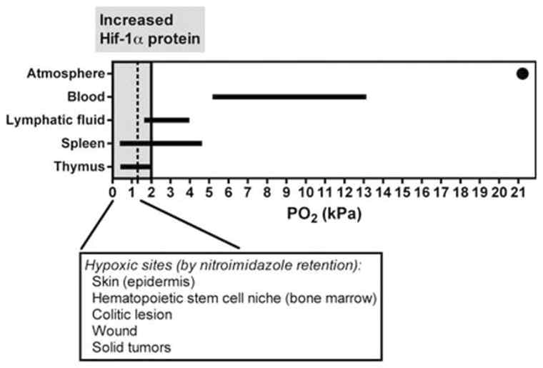 Oxygen tensions in lymphoid tissues are markedly lower (<5%) than those found in peripheral arterial blood (13%).