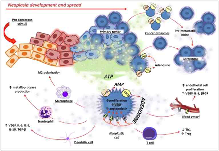 ATP and adenosine in tumor microenvironment