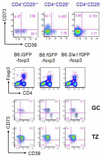 The expression of CD39 and CD73 on Treg from GC and TZ.