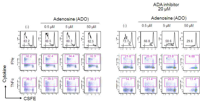 Adenosine suppressed the proliferation of effector T cells in the presence of adenosine deaminase (CD26) inhibitor