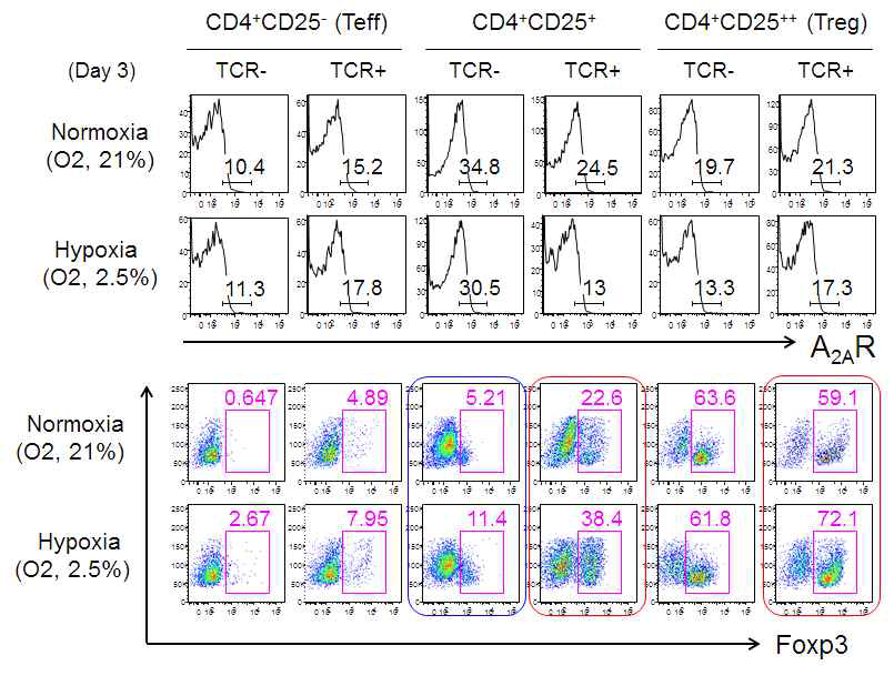 The expression of A2AR and foxp3 in Treg under hypoxia and by TCR stimulation