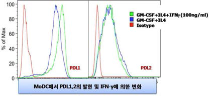 Mo-DCs에서 PDL의 발현과 IFN-γ의 역할