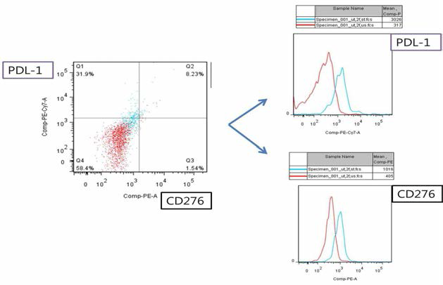 Hacat keratinocyte에서 PDL-1, CD276의 발현 양상