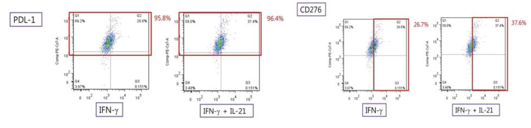 Hacat keratinocyte에서 IFN-γ와 IL-21에 의한 PDL-1, CD276의 발현 양상