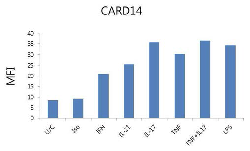 Hacat kerainocyte에서의 cytokine에 의한 CARD14 단백의 발현 확인