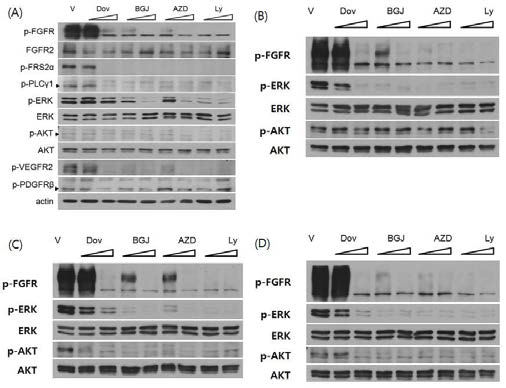 증폭된 FGFR2 유전자를 지닌 위암 환자유래 세포주에서 FGFR2 신호전달 경로관여 단백질들에 대한 FGFR 저해제의 효과