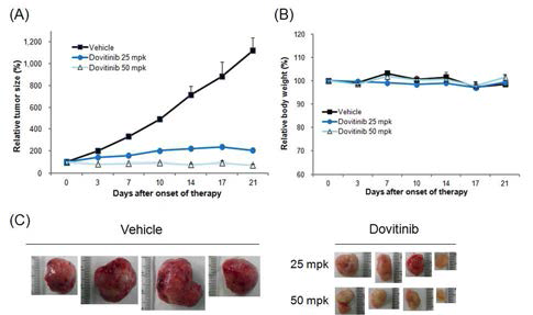 증폭된 FGFR2 유전자를 지닌 위암 환자유래 이종이식 모델 AMC-SX4에서 Dovitinib에 대한 종양크기 (A, C) 및 몸무게 (B) 변화