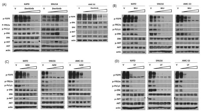 KATOIII, SNU16, AMC-S3에서 FGFR 저해제에 대한 농도별 효과