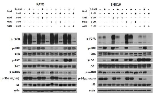 KATOIII와 SNU16에서 FGFR 저해제와 AKT 저해제, ERK 저해제, MEK 저해제를 단독 및 병용 처리시 FGFR 신호전달 경로관여 단백질들의 발현 양상
