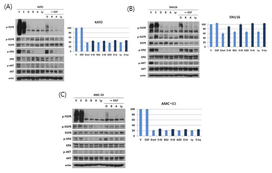 KATOIII (A), SNU16 (B), AMC-S3 (C)에서 HER2, EGFR의 활성화가 FGFR 저해제에 미치는 영향.