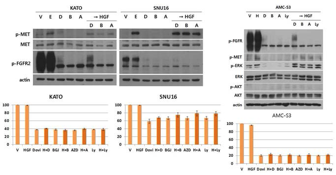 KATOIII (A), SNU16 (B), AMC-S3 (C)에서 MET의 활성화가 FGFR 저해제에 미치는 영향.