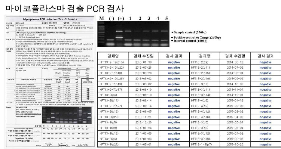 배양중인 세포에서 마이코플라스마 검출 PCR 검사를 매월 수행한 결과