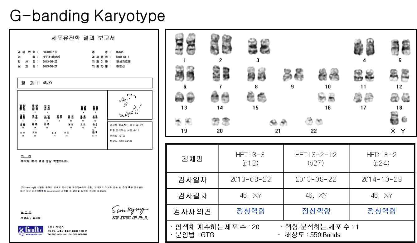 배양 초기와 장기배양세포에서 염색체 분석.