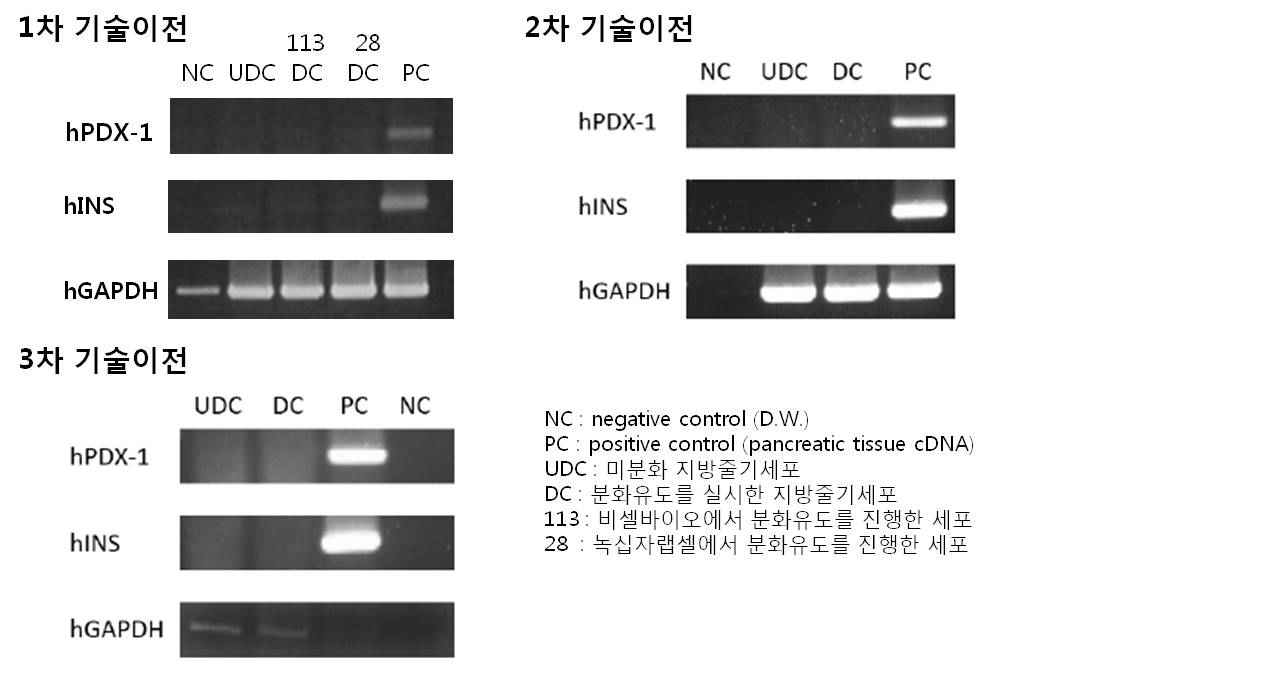 기술이전 실시 결과: RT-PCR로 hPDX-1, hINS, hGAPDH를 확인한 결과.