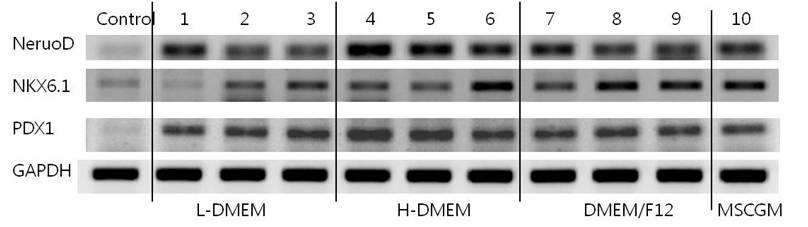 제대혈줄기세포(CB083)를 cell spheroid 로 만든 후 다양한 분화배지로 분화유도함. Control은 부착배양 방법으로 L-DMEM + 10% FBS 배지에서 증식시킨 세포임. Lane의 번호는 표1에 수록된 배지의 번호임. 2회 반복 실험함.