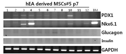 눈지방 줄기세포(GC#5)를 다양한 분화배지로 분화 유도함. 명시된 번호는 자체적으로 조성한 분화배지들의 생산 번호임. BM은 골수유래 중간엽 줄기세포의 증식세포 샘플임. 유전자발현양상을 RT-PCR로 분석함.