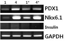 복부지방 줄기세포(다른 lot)를 4번 분화배지로 부착배양 방법 또는 cell spheroid 배양 방법으로 분화 유도함. 명시된 번호는 자체적으로 조성한 분화 배지들의 생산번호임. *표시는 Low attachment dish를 이용하여 cell spheroid로 유도한 후 분화배지로 배양함. 유전자발현양상을 RT-PCR로 분석함.