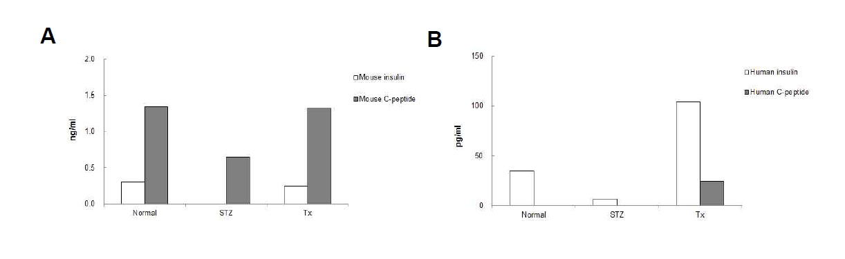 사람 지방유래 줄기세포로부터 분화 유도된 중분화 베타세포를 이식 받은 생쥐 혈액내 생쥐와 사람의 인슐린 및 C-peptide 의 양.