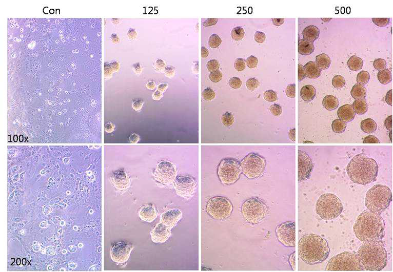 Optical imaging. Con, adherent cell; 125, 125 개의 세포로 만들어진 spheroid; 250, 250 개의 세포로 만들어진 spheroid; 500, 500 개의 세포로만들어진 spheroid.