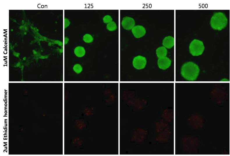 Cell viability. 200x배율