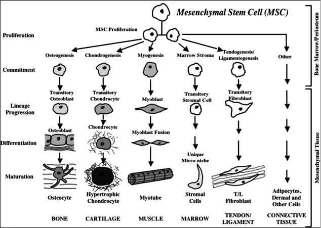 간엽줄기세포는 적절한 조건에서 증식하고 골, 연골, 근육, 힘줄 등 각종 결체조직으로 분화함