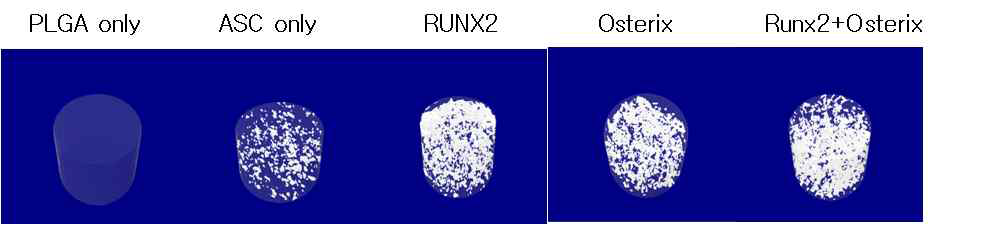 Runx2나 osterix를 이입한 지방줄기세포를 생쥐의 등에 이식한 결과 골형성이 크게 증가함