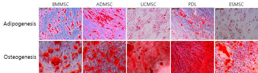 다양한 조직유래 줄기세포의 분화능 확인