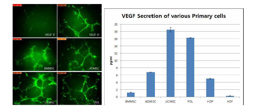 다양한 조직 유래 줄기세포가 혈관내피세포의 Angiogenesis에 끼치는 영향과 각 세포의 VEGF의 정량적 발현 확인