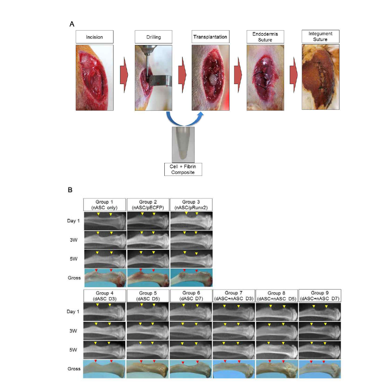 Rat tibia partial defect 모델에서 지방줄기세포 치료제에 의한 골재생 효능 비교