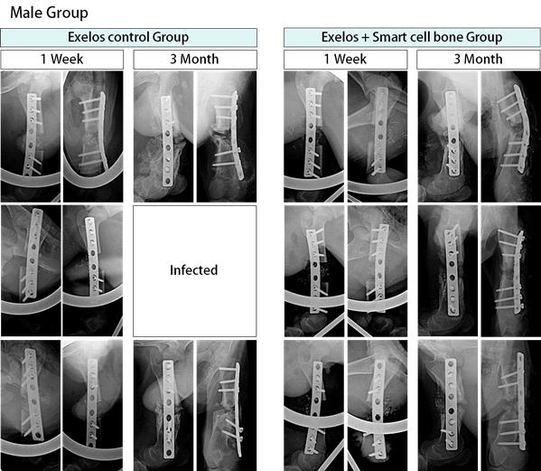 염소 수컷 6마리에 대한 3개월간 X-ray 모니터링 결과