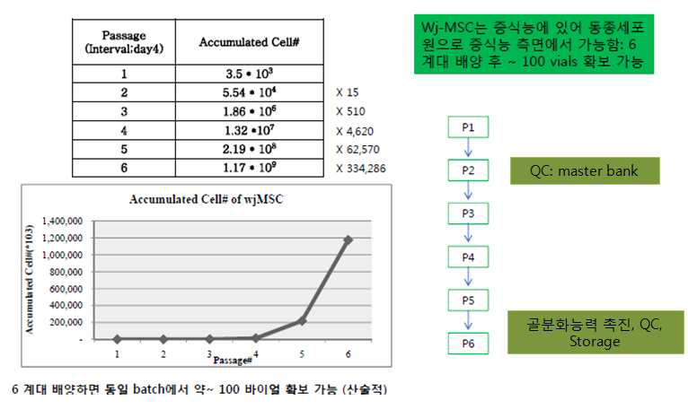 탯줄 유래 MSC의 경우, 6 계대 증식에 의해 ~100 바이얼(10e7/vial)의 세포가 확보 가능함을 보여주는 실험 결과 및 모식도.