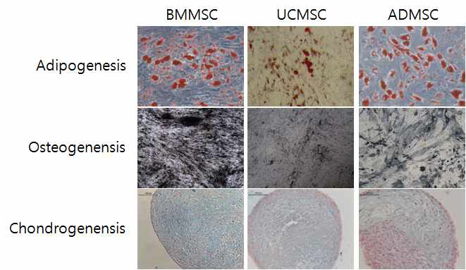 Differentiation capacity varies depending on tissue origin of mesenchymal stem cells.