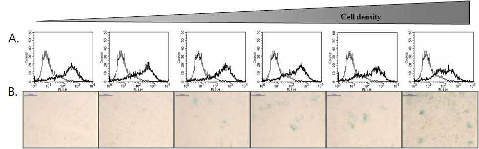 Expression of characteristic MSC surface markers and senescence-associated beta-gal expression at various plating density.