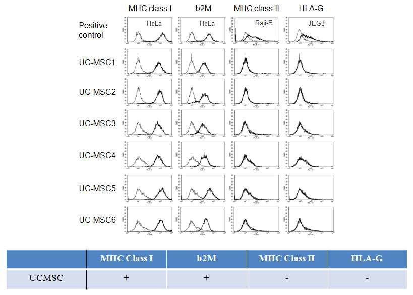 탯줄유래 MSC 6 batch에서 일관된 MHC class 단백질 발현 프로파일 확인.