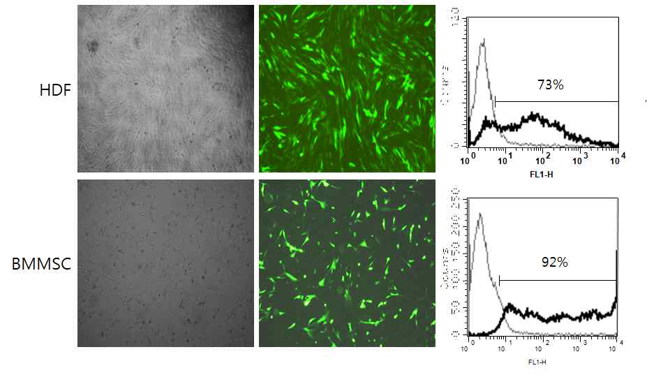 Transfection of plasmid DNA into the primary cells by electroporation.