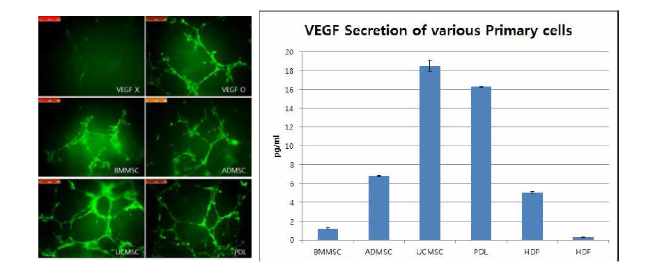 다양한 조직 유래 줄기세포가 혈관내피세포의 Angiogenesis에 끼치는 영향과 각 세포의 VEGF의 정량적 발현 확인