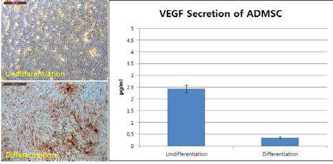 골분화 이후 지방유래 줄기세포의 VEGF분비 변화