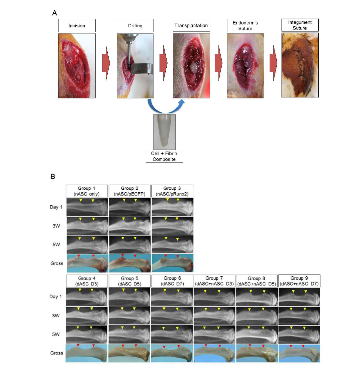 Rat tibia partial defect 모델에서 지방줄기세포 치료제에 의한 골재생 효능 비교