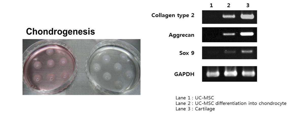 생체 외 조건에서 콜라겐 히알루론산 복합체 내에서 줄기세포 분화능 확인