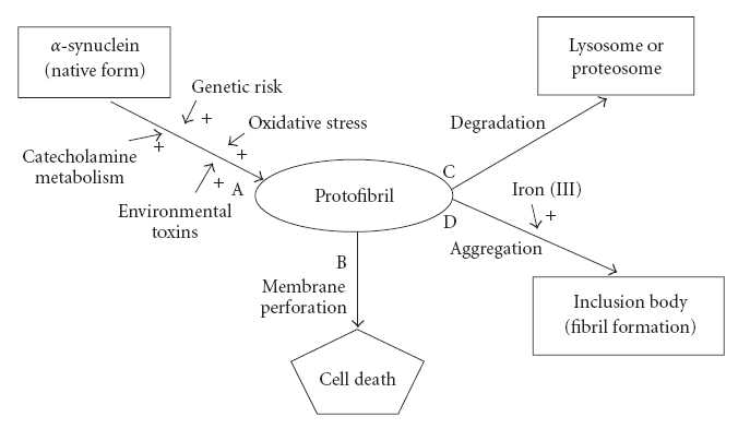 Possible mechanisms of neurodegeneration in synucleinopathy